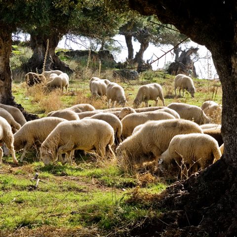 Ganado ovino
