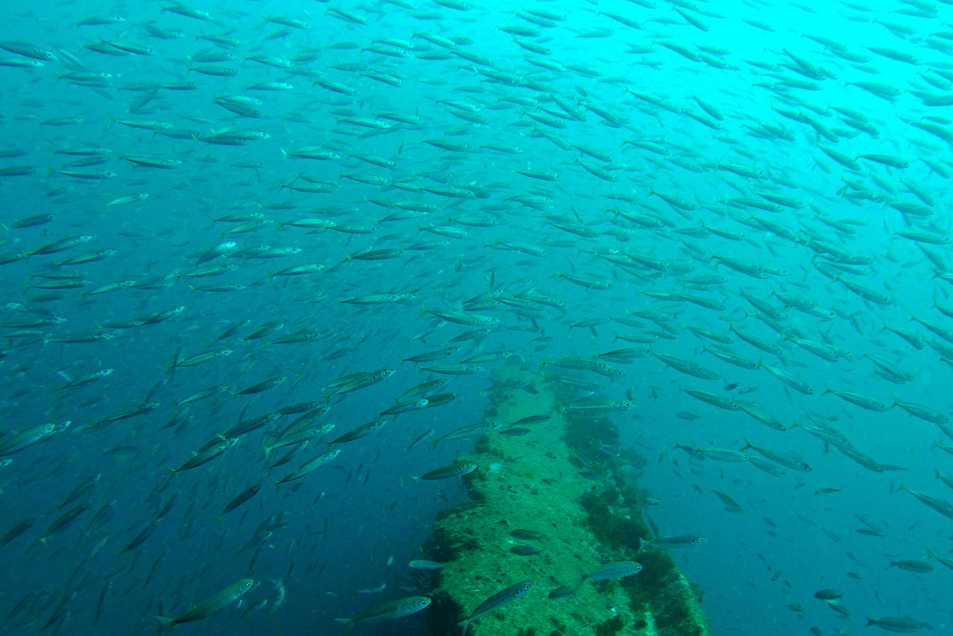 Banco de peces en el océano.