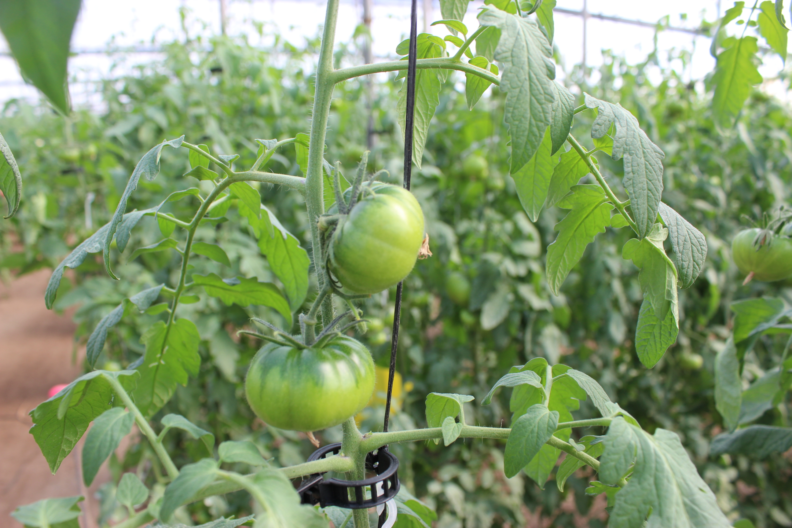 Tomate - invernadero