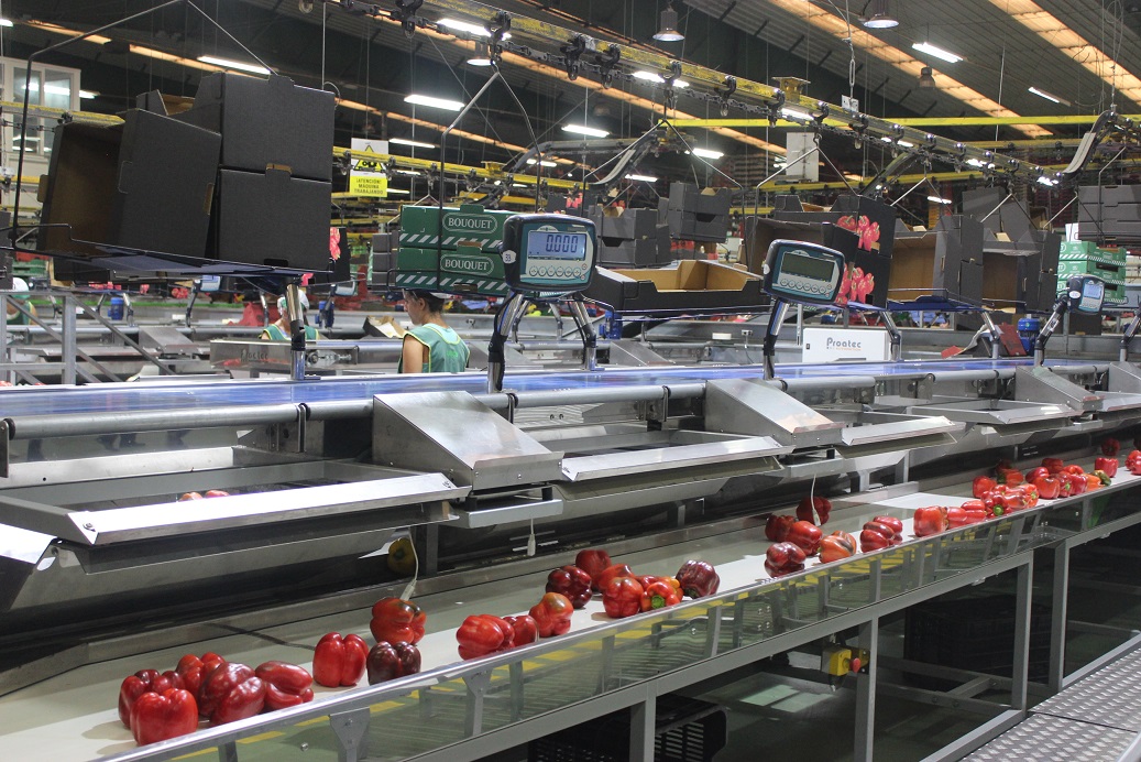 Manipulación hortofrutícola