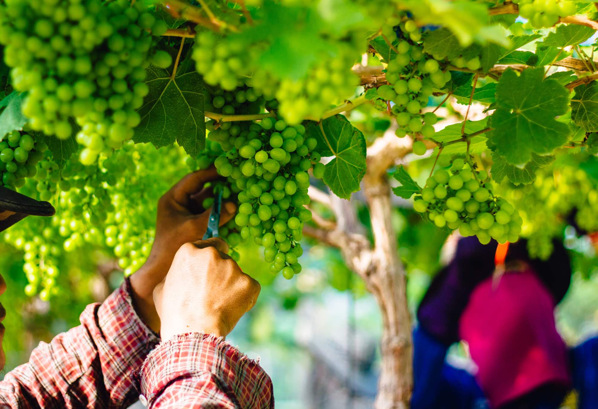 Laboratorio de Cádiz - Sector vitivinícola