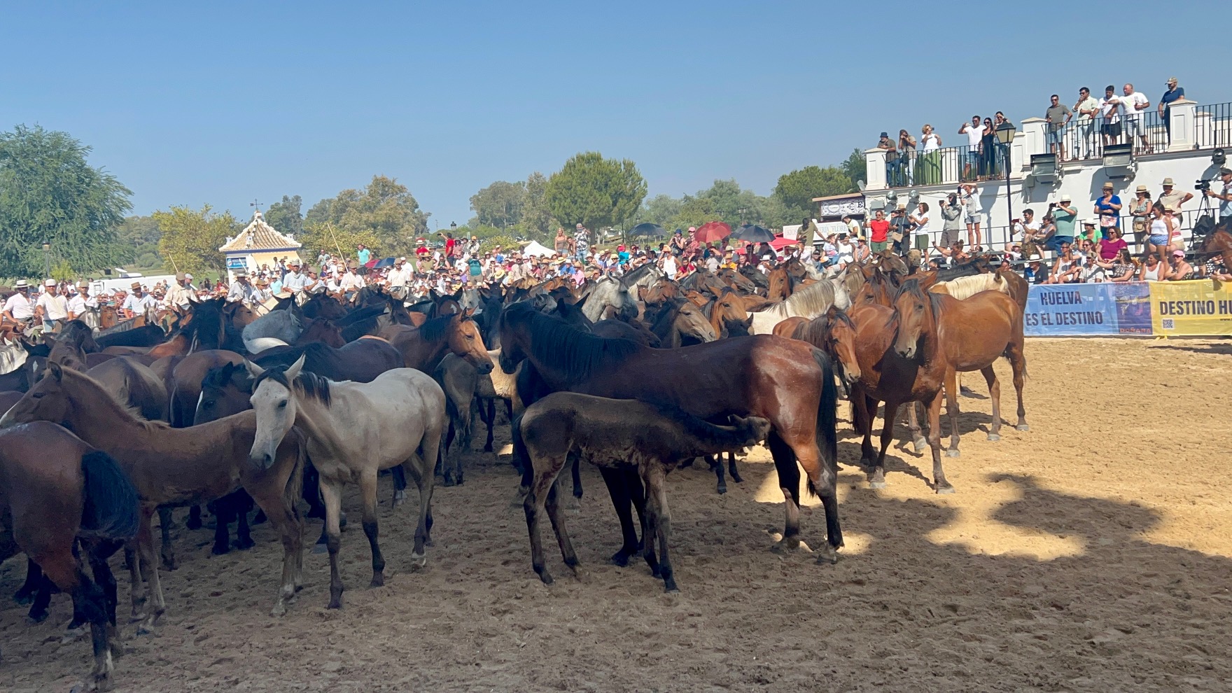Yeguas de la raza marismeña en El Rocío