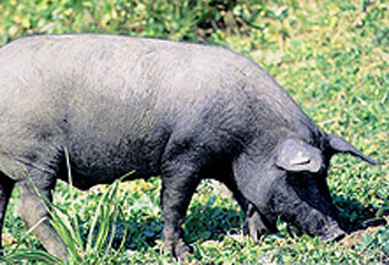 Porcino ibérico