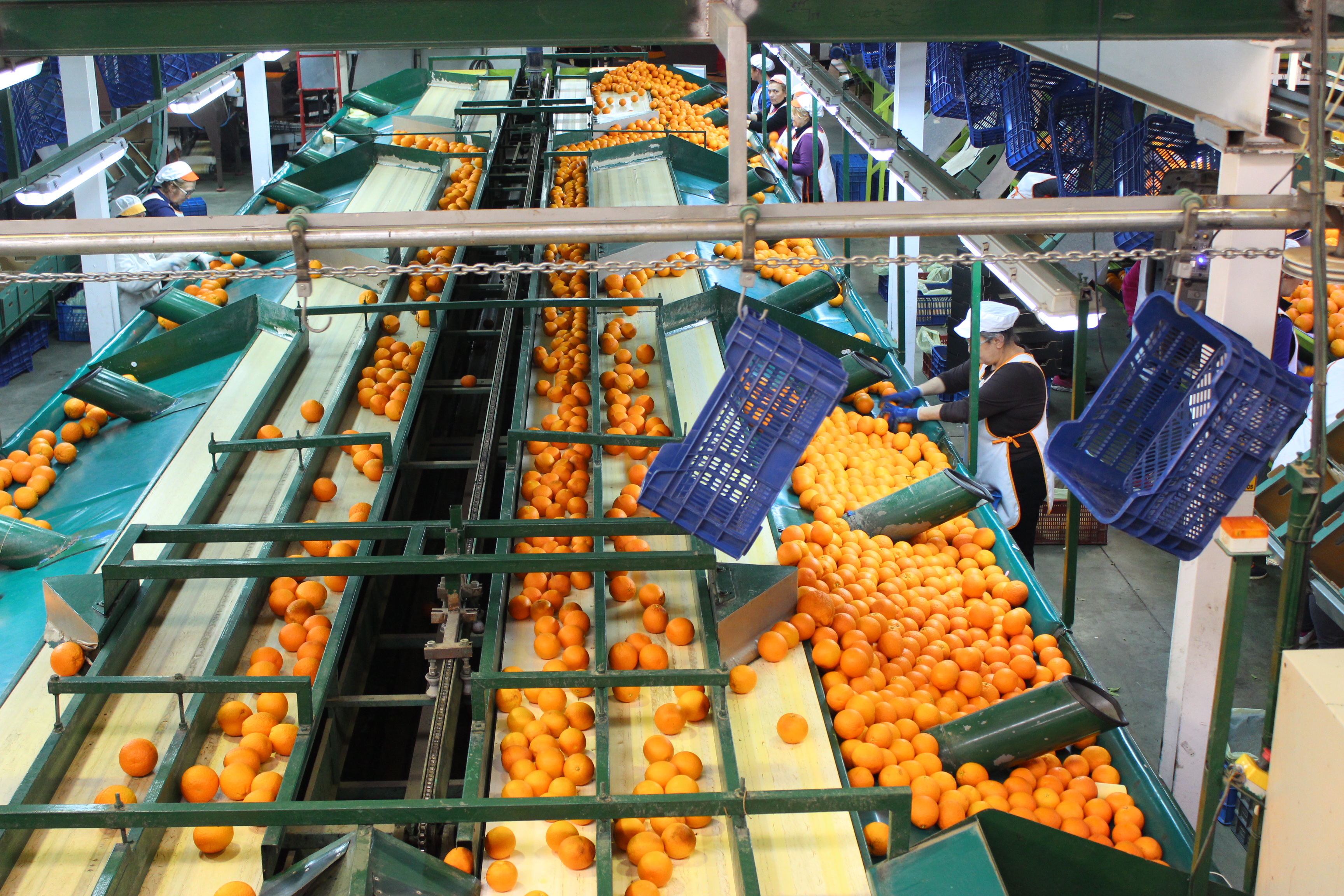 Imagen de archivo de empresa de naranjas