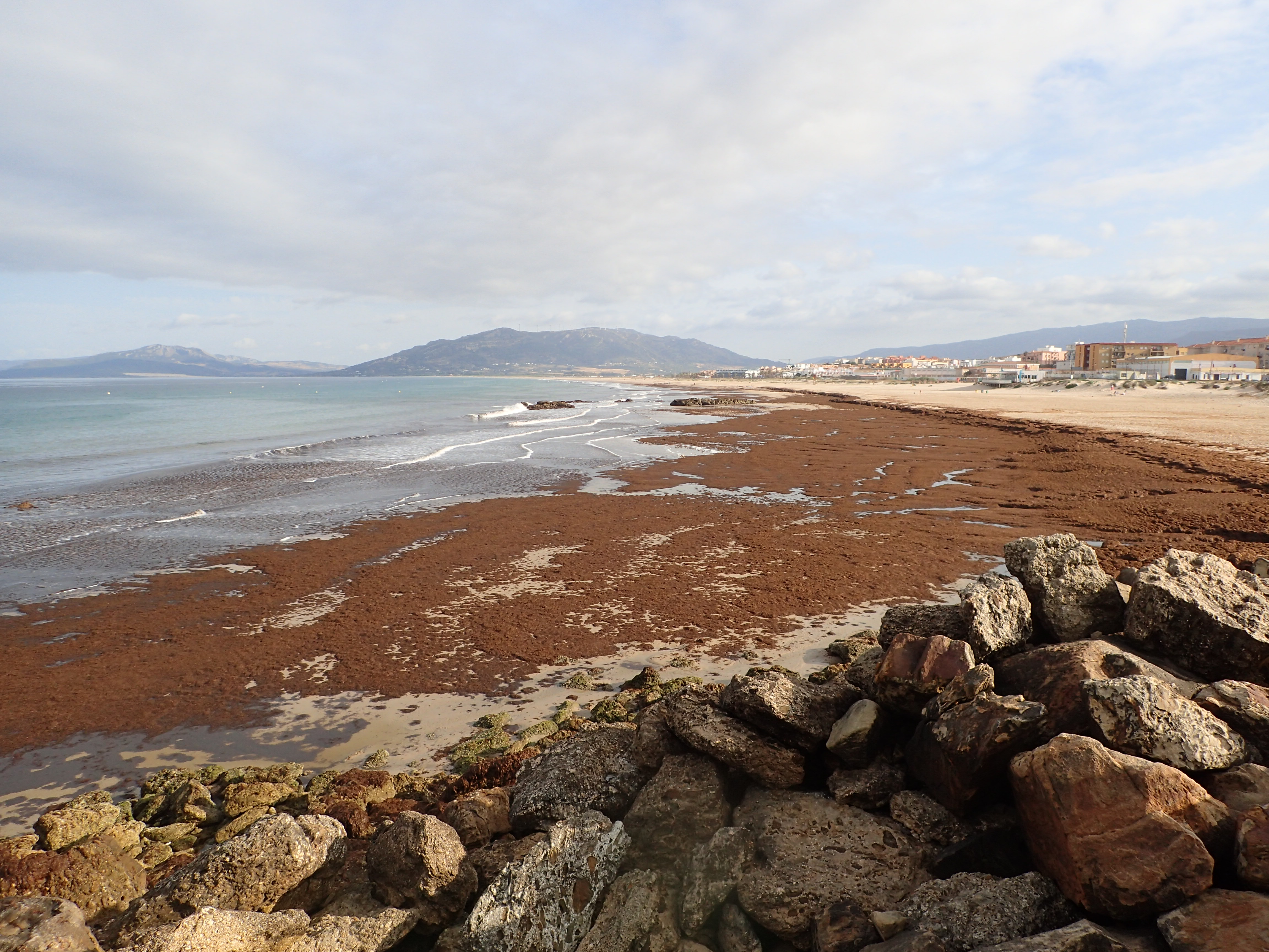 Imagen de archivo de alga invasora en la costa andaluza