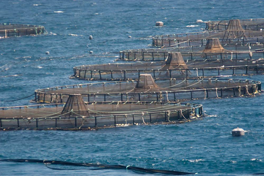 Foto de archivo de acuicultura