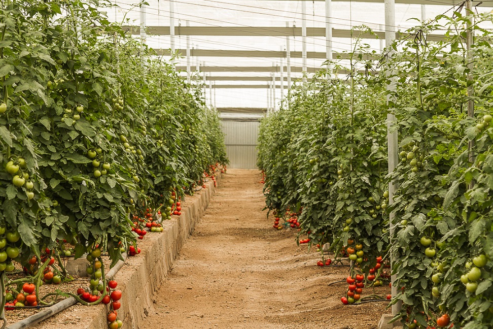Cultivo de tomate en invernadero solar de Almería