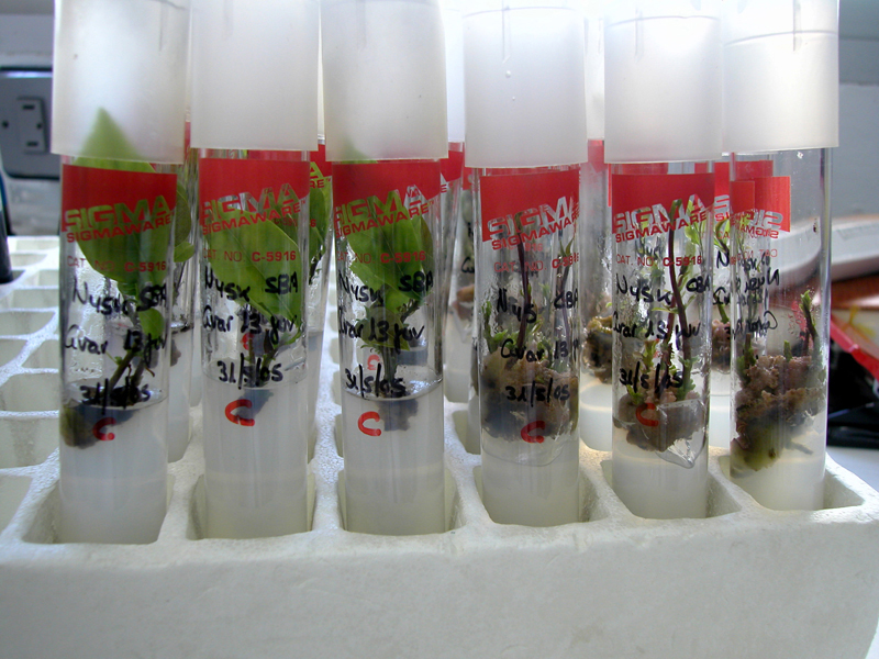 Tubos de ensayo en el laboratorio.