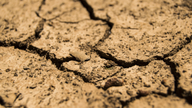 Tierra cuarteada por la sequía