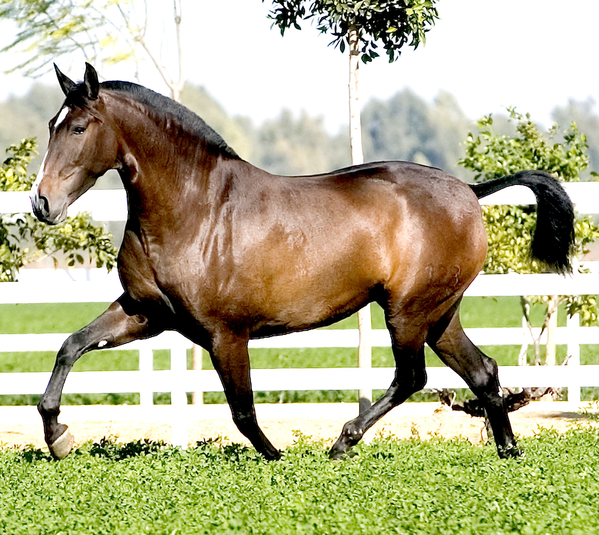 Caballo de Pura Raza Española.