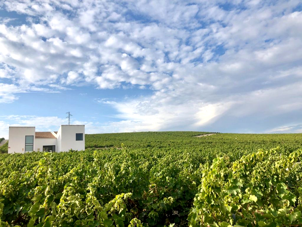 Imagen de un viñedo.