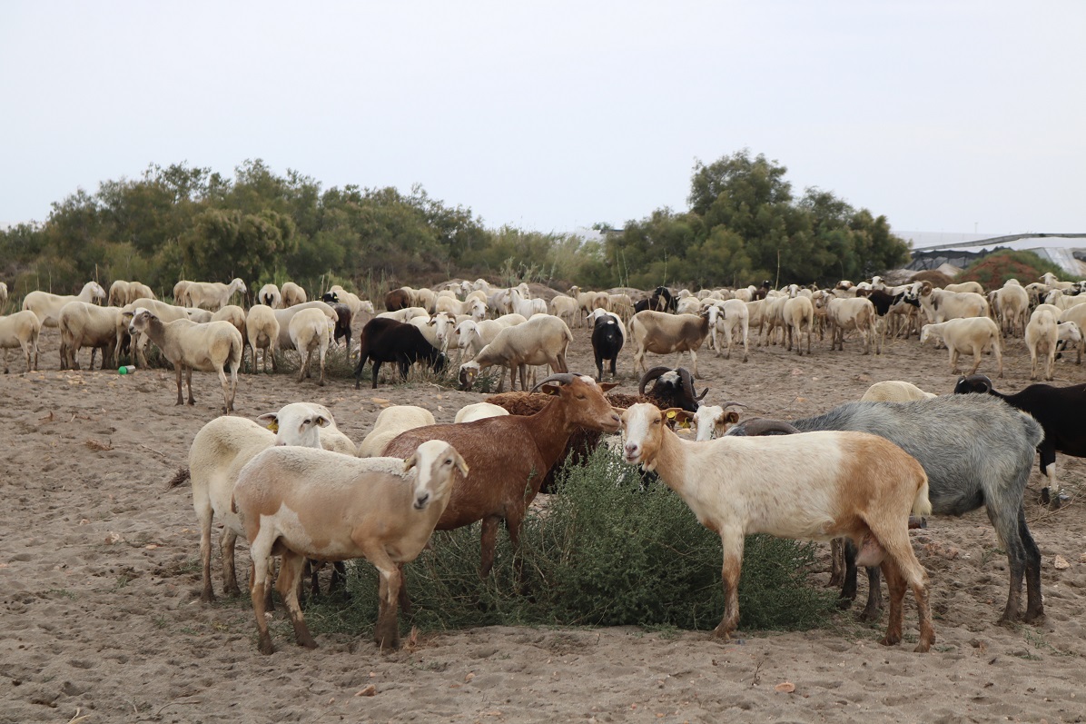 Ganado caprino en Almería