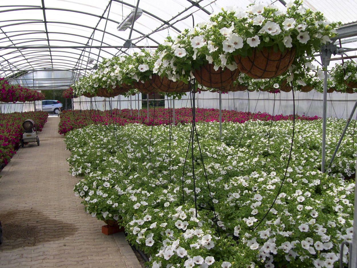 Imagen de archivo de un invernadero.