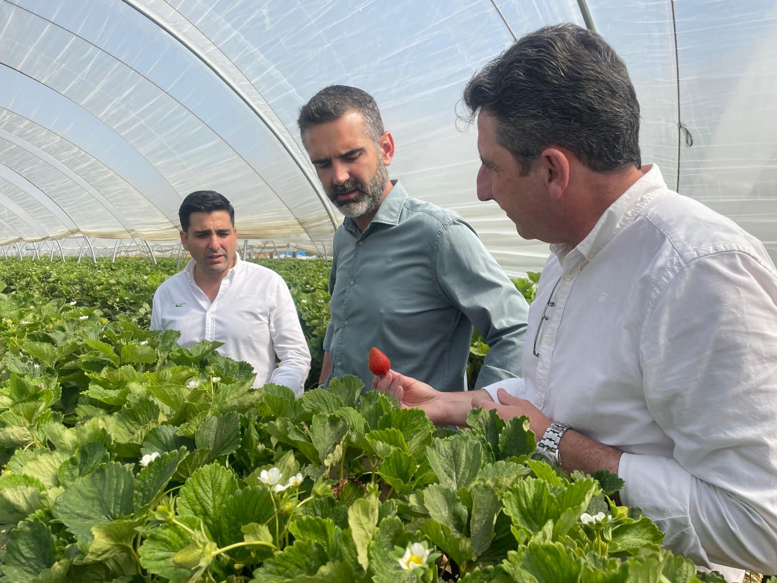 Visita del consejero a una explotación agrícola de berries en Lepe