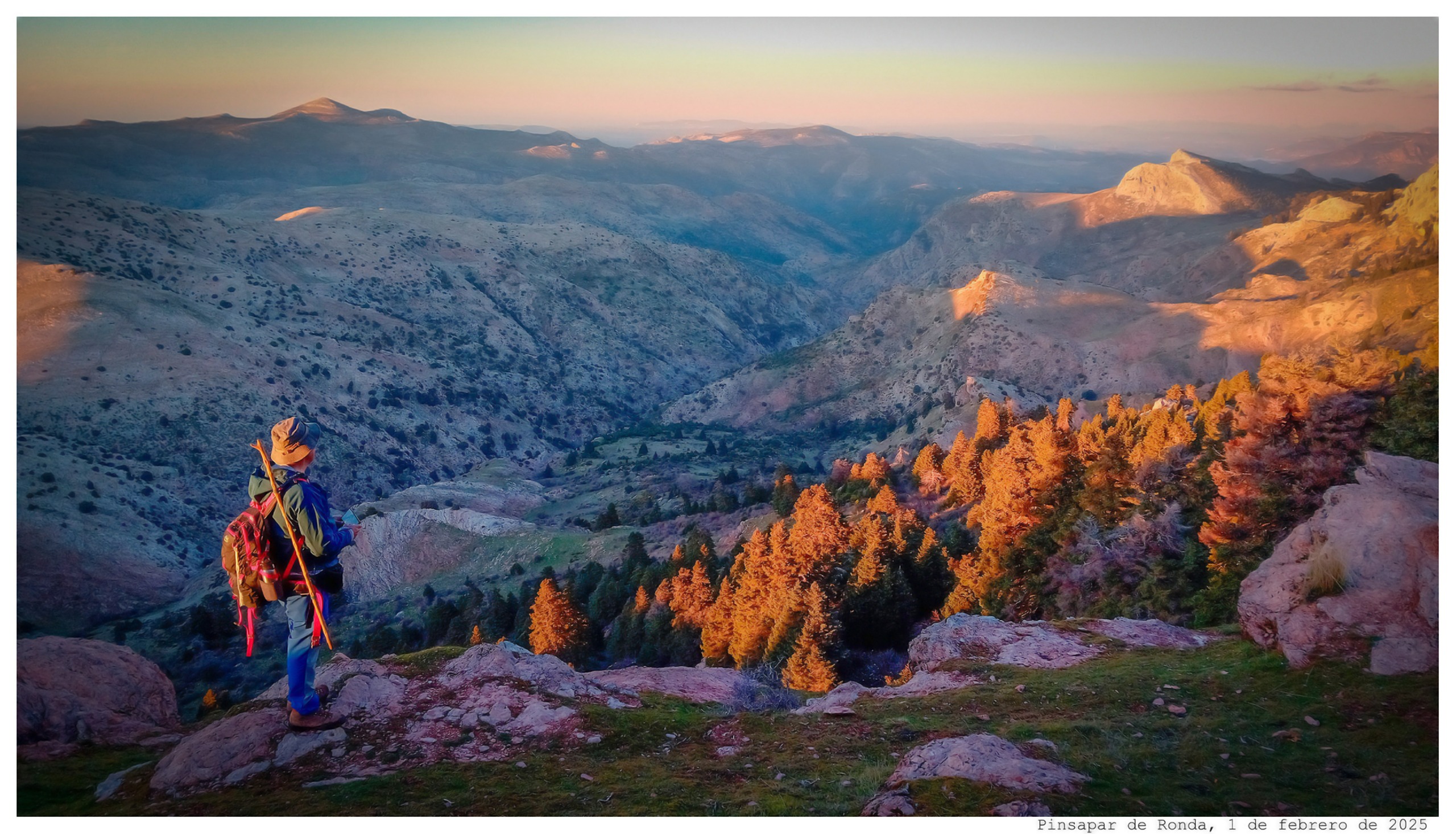 El pinsapo, un abeto endémico del Mediterráneo occidental, cuenta con su principal distribución en Andalucía.