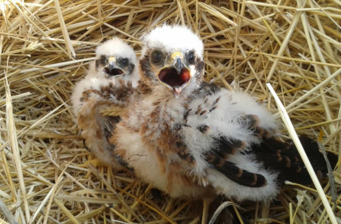 Pollos de aguilucho cenizo.