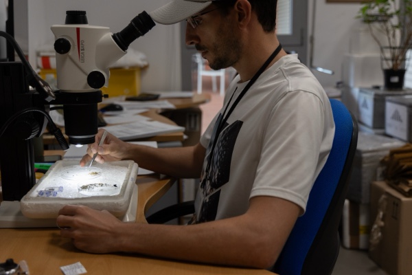 Las trampas de mosquitos no detectan circulación del virus del Nilo occidental la última semana en Andalucía