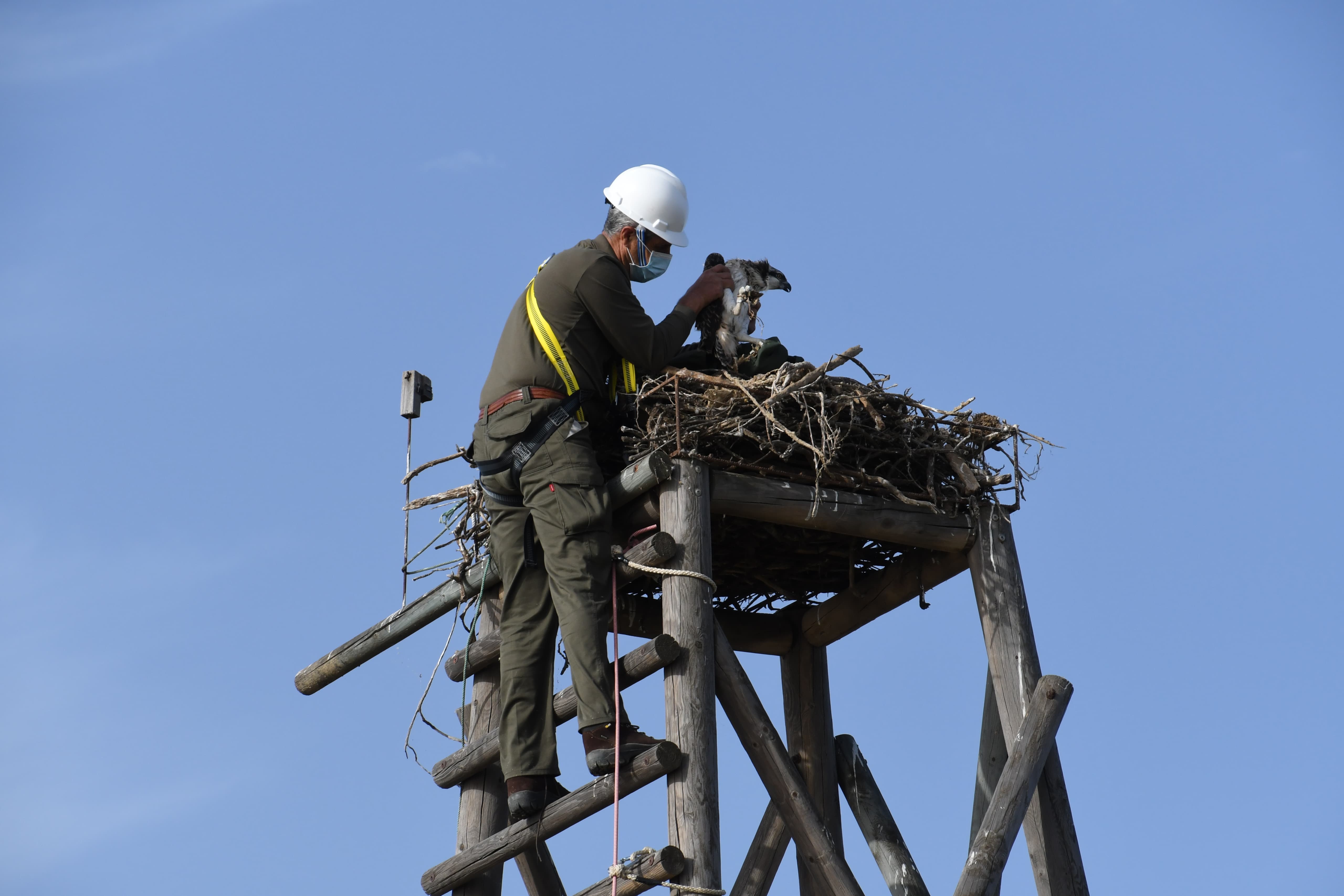 El récord de este año mayor es el éxito reproductor alcanzado desde que se inició el proceso de reintroducción de la especie en el año 2003