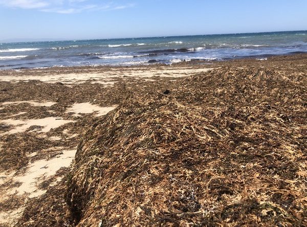 La proliferación del alga asiática Rugulopterix Okamurae se ha convertido en uno de los mayores retos medioambientales del medio marino en el sur de Europa.