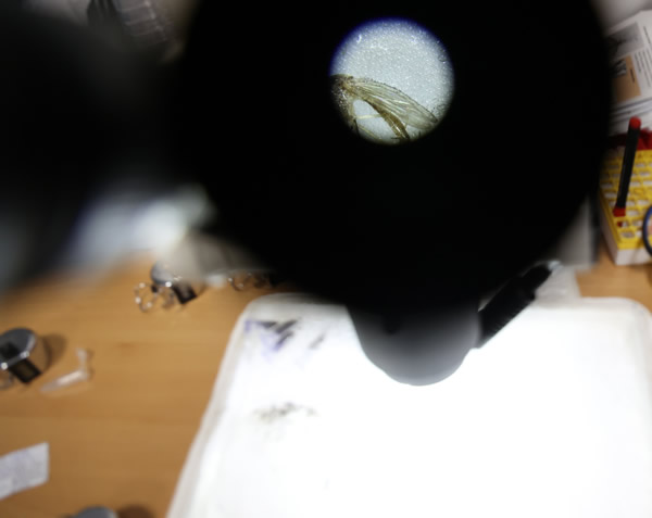 Salud mantiene la alerta por virus del Nilo hasta el 24 de julio en El Alquián y Retamar-El Toyo tras detectar un equino positivo