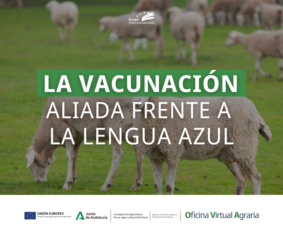 El ganado ovino es el más afectado por la lengua azul