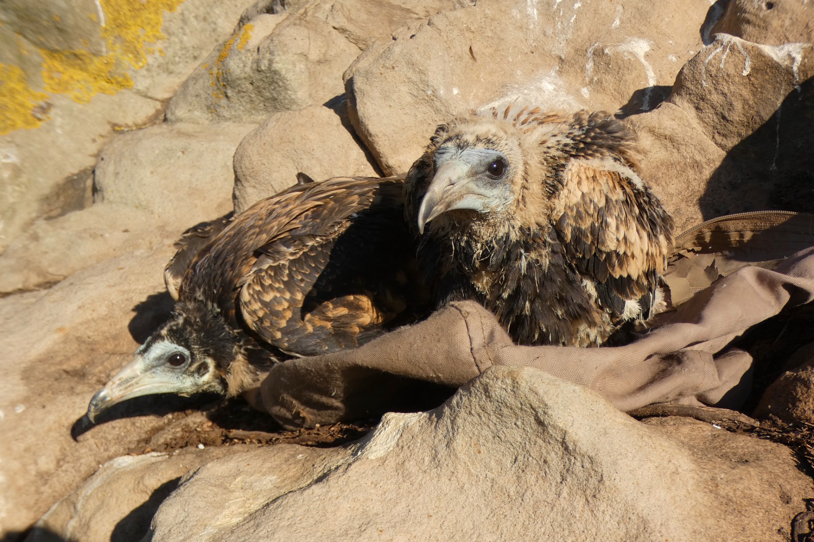 La campaña de anillamiento ha finalizado en julio.
