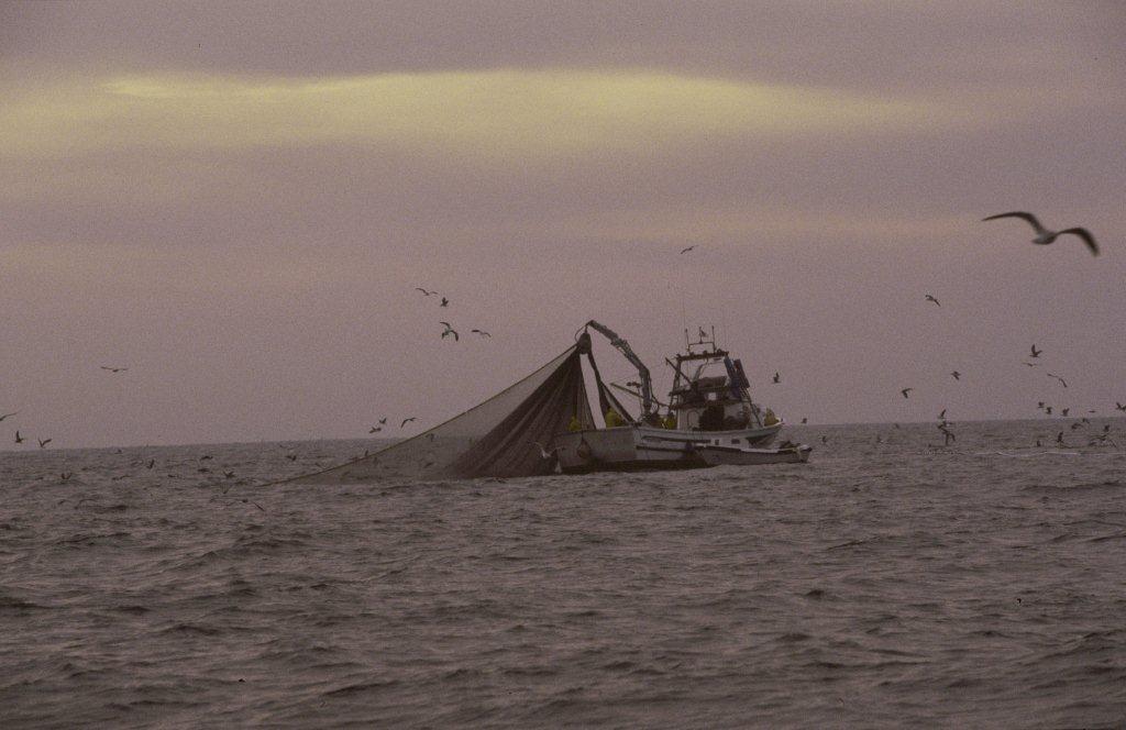 Un barco de cerco faena en el mar.