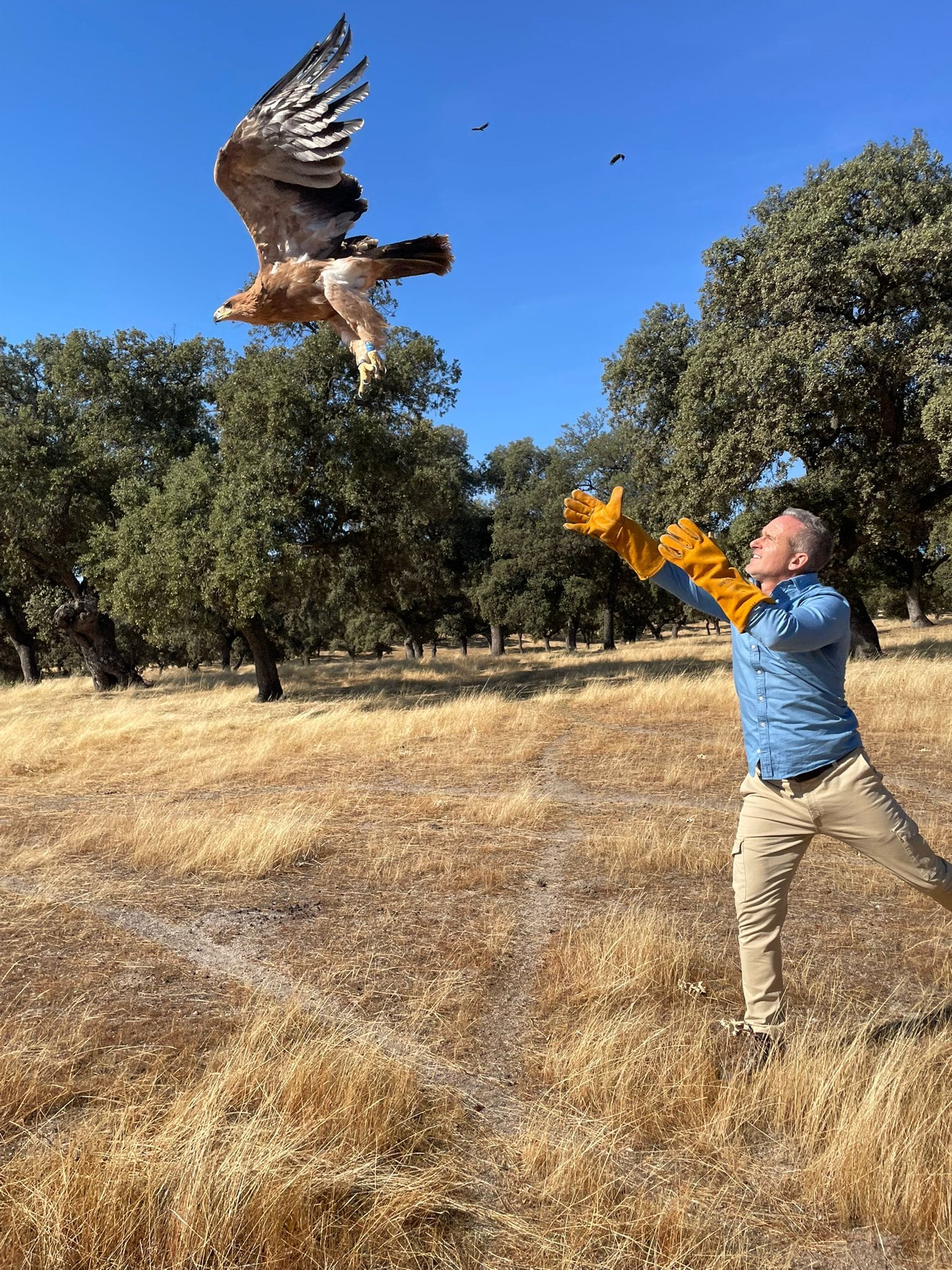 El delegado territorial en Córdoba, Rafael Martínez Ruedas, libera un ejemplar en Los Pedroches.