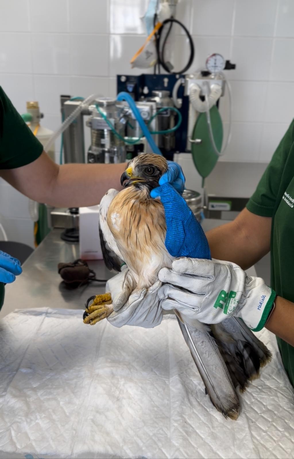 Ejemplar recuperado en el CREA de Los Villares, en Córdoba.