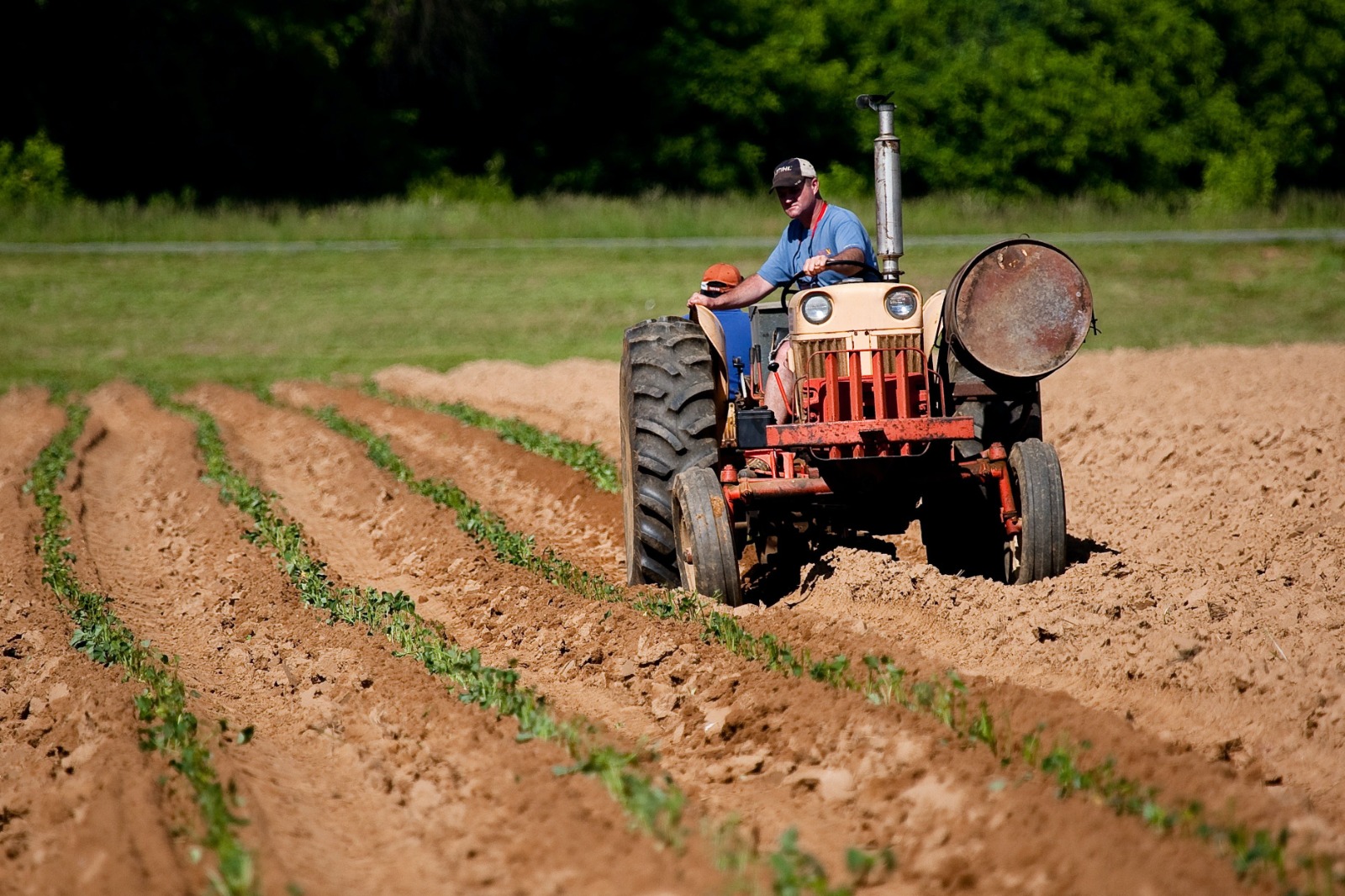 Agricultor trabajando.