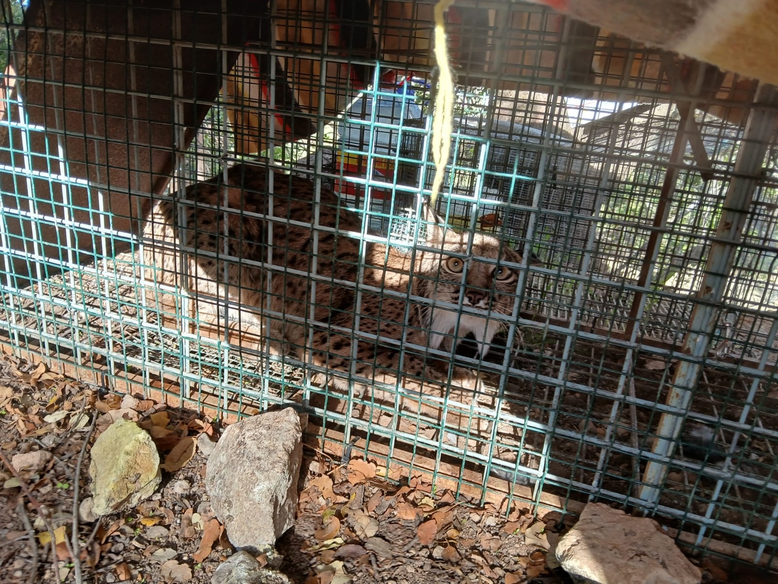 Sevilla acogerá la próxima semana el Congreso Internacional del Lince Ibérico.