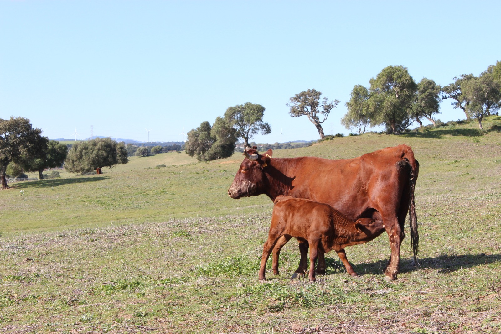 Vaca de raza autóctona