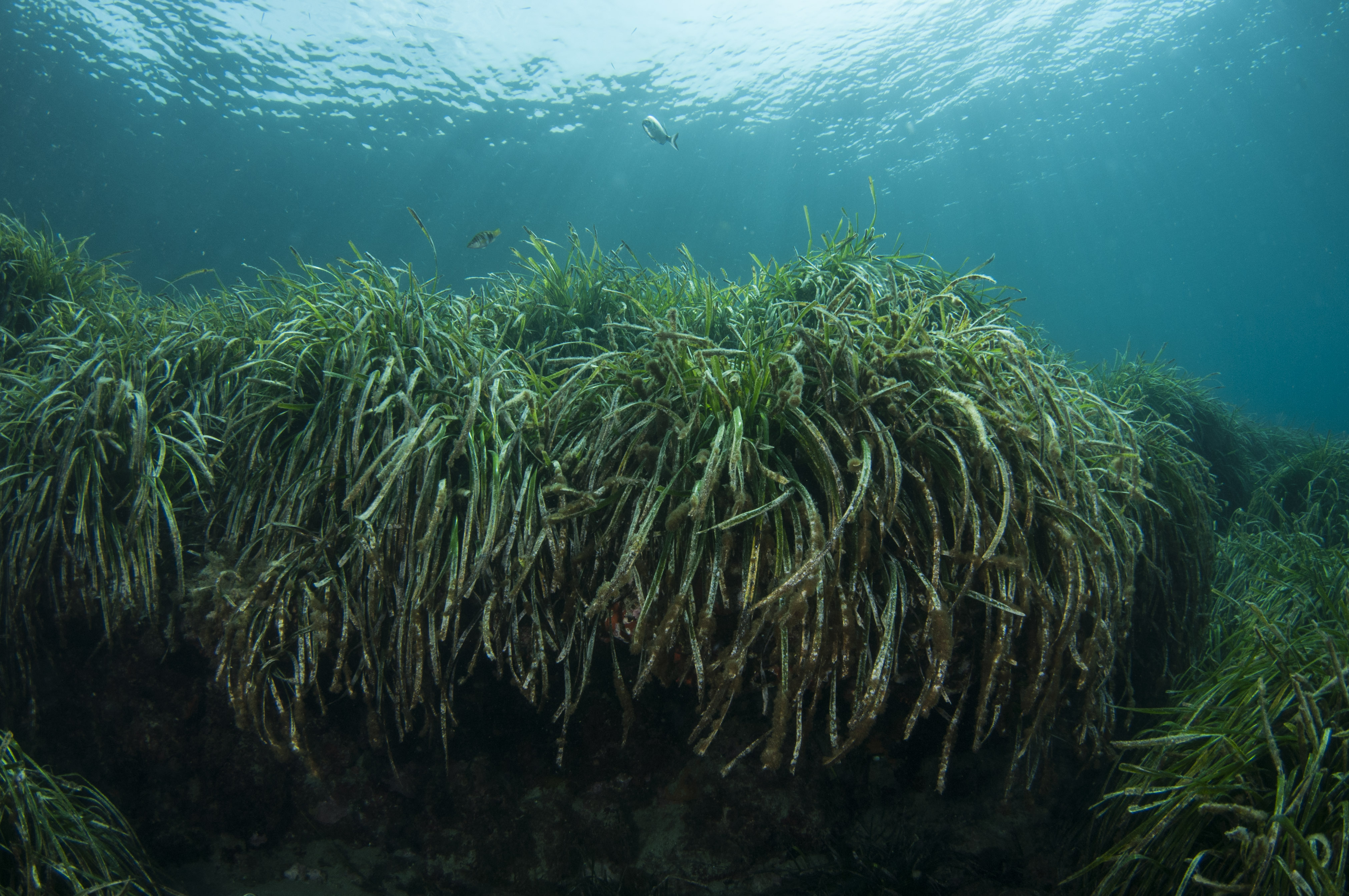 Posidonia oceánica.
