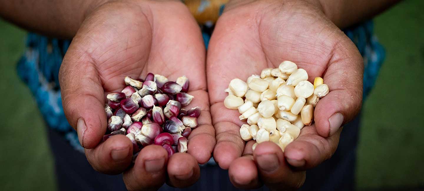 plan andaluz de cooperación al desarrollo