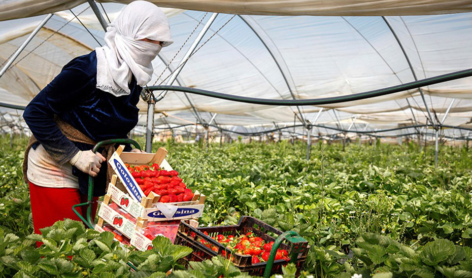 Una joven temporera, en un invernadero.