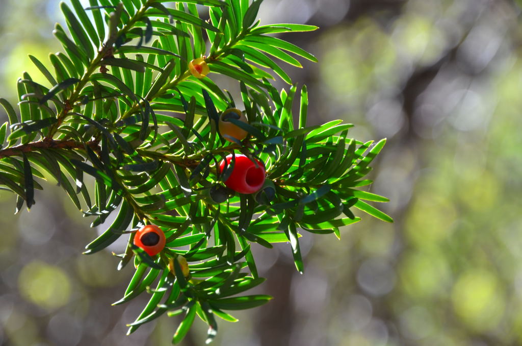 Detalle de rama de tejo con hojas planas y frutos rojos carnosos