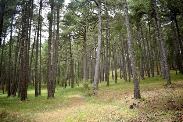 Bosque de pinos