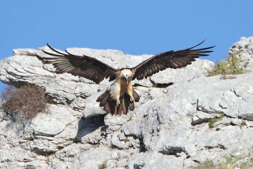 Esperanza, hembra de quebrantahuesos