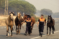 Voluntarios ayudando a caballos