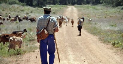 Pastoreo en montes publicos