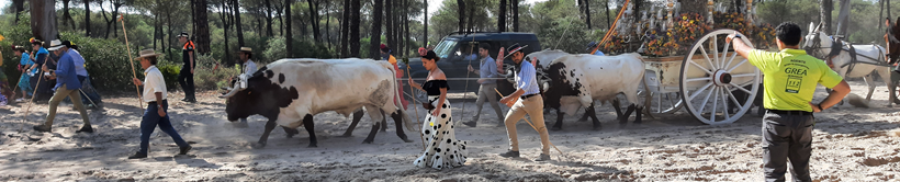 Romería de El Rocío