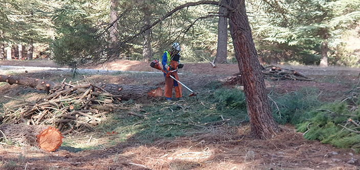 Acondicinamiento de masa forestal