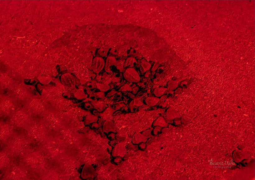 Nido de tortugas boba