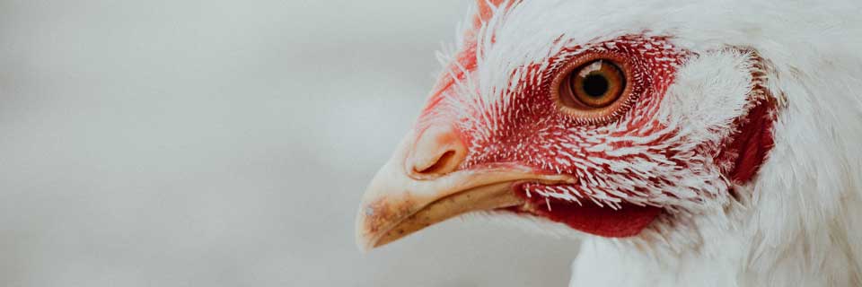 Detalle de la cabeza de un ave de corral